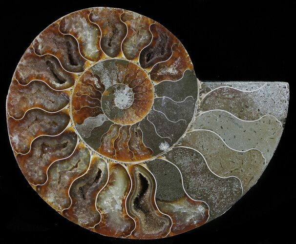 Cut Ammonite Fossil (Half) - Agatized #54339